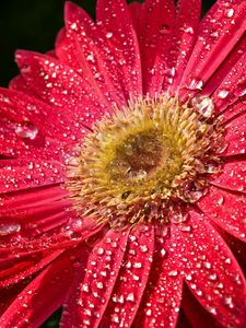 Preview wallpaper flower, wet, drops, petals