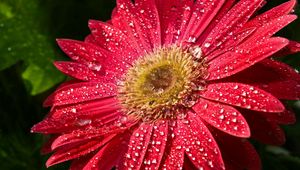 Preview wallpaper flower, wet, drops, petals