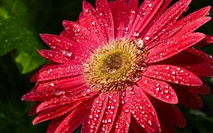 Preview wallpaper flower, wet, drops, petals