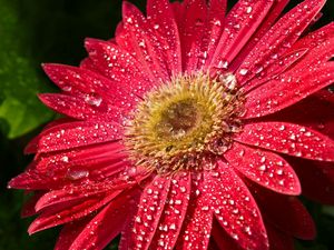 Preview wallpaper flower, wet, drops, petals