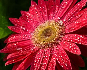 Preview wallpaper flower, wet, drops, petals