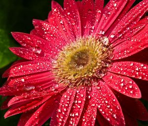 Preview wallpaper flower, wet, drops, petals