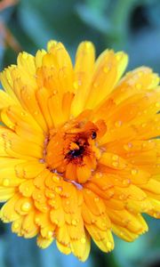 Preview wallpaper flower, wet, grass, petals