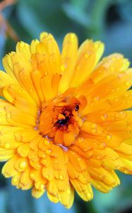 Preview wallpaper flower, wet, grass, petals