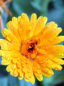 Preview wallpaper flower, wet, grass, petals