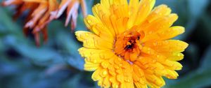 Preview wallpaper flower, wet, grass, petals