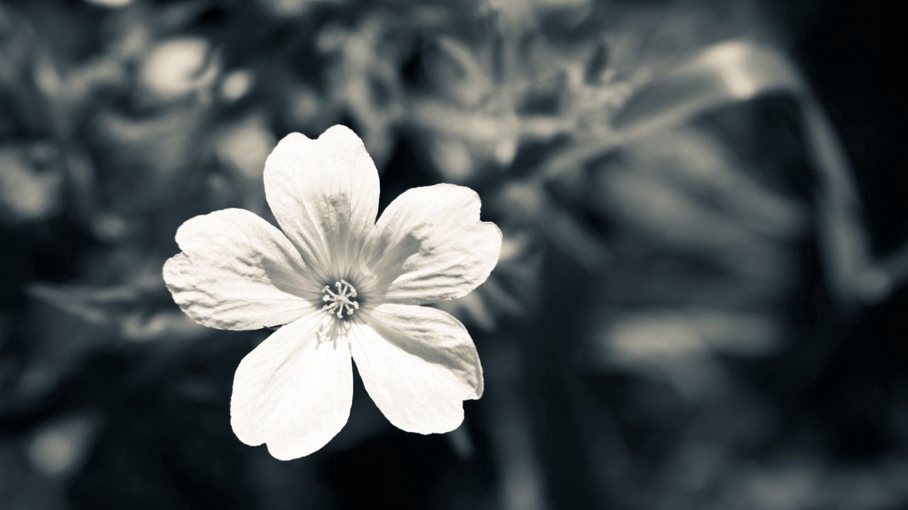 Wallpaper flower, white, black, blue