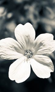 Preview wallpaper flower, white, black, blue