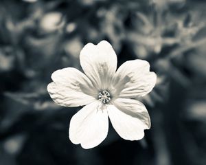 Preview wallpaper flower, white, black, blue