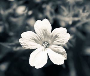 Preview wallpaper flower, white, black, blue