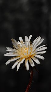 Preview wallpaper flower, white, bloom, closeup, plant