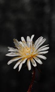 Preview wallpaper flower, white, bloom, closeup, plant
