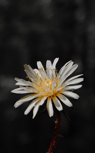 Preview wallpaper flower, white, bloom, closeup, plant