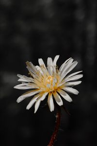 Preview wallpaper flower, white, bloom, closeup, plant