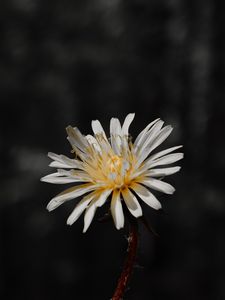 Preview wallpaper flower, white, bloom, closeup, plant