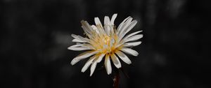 Preview wallpaper flower, white, bloom, closeup, plant