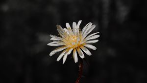 Preview wallpaper flower, white, bloom, closeup, plant