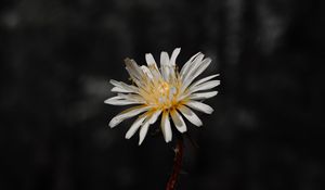 Preview wallpaper flower, white, bloom, closeup, plant