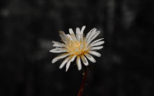 Preview wallpaper flower, white, bloom, closeup, plant