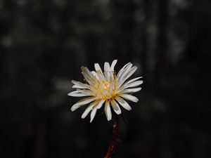 Preview wallpaper flower, white, bloom, closeup, plant