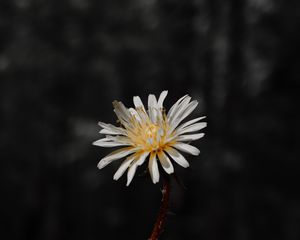 Preview wallpaper flower, white, bloom, closeup, plant