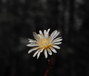 Preview wallpaper flower, white, bloom, closeup, plant