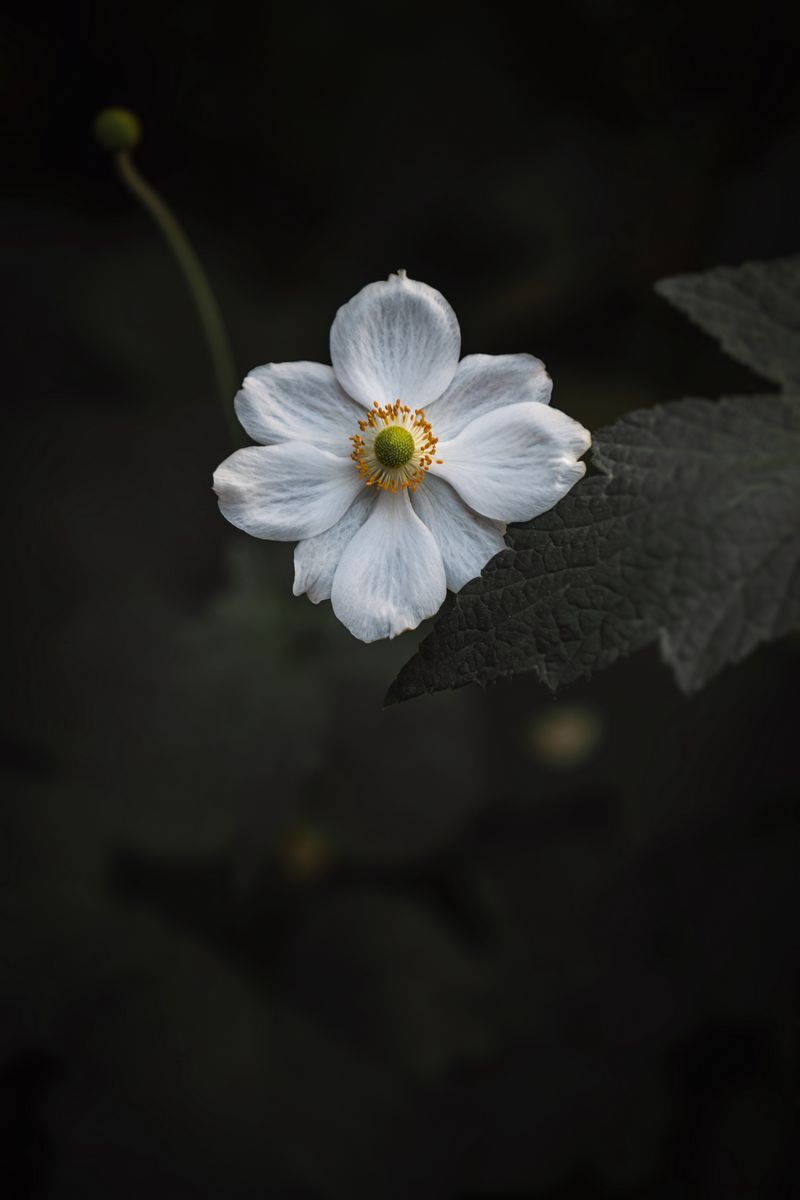 Download Wallpaper 800x10 Anemone Flower White Bloom Macro Close Up Iphone 4s 4 For Parallax Hd Background