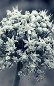 Preview wallpaper flower, white, blossom, plant, black white