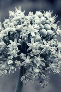 Preview wallpaper flower, white, blossom, plant, black white
