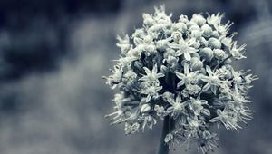 Preview wallpaper flower, white, blossom, plant, black white