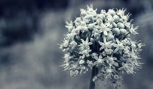 Preview wallpaper flower, white, blossom, plant, black white