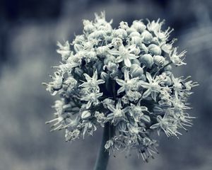 Preview wallpaper flower, white, blossom, plant, black white