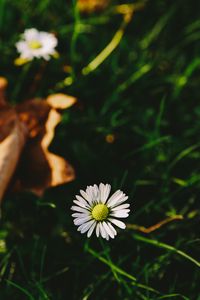 Preview wallpaper flower, white, blur, grass, garden