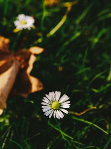 Preview wallpaper flower, white, blur, grass, garden