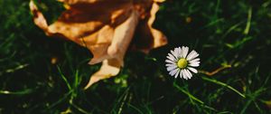 Preview wallpaper flower, white, blur, grass, garden