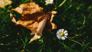 Preview wallpaper flower, white, blur, grass, garden