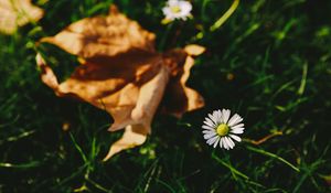 Preview wallpaper flower, white, blur, grass, garden