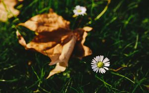 Preview wallpaper flower, white, blur, grass, garden