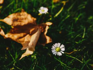 Preview wallpaper flower, white, blur, grass, garden