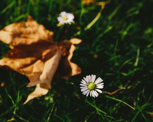 Preview wallpaper flower, white, blur, grass, garden