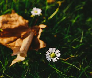 Preview wallpaper flower, white, blur, grass, garden