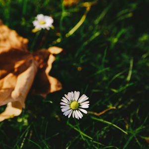 Preview wallpaper flower, white, blur, grass, garden