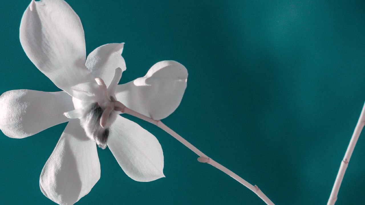 Wallpaper flower, white, branch, closeup, bloom