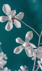 Preview wallpaper flower, white, branch, closeup, bloom