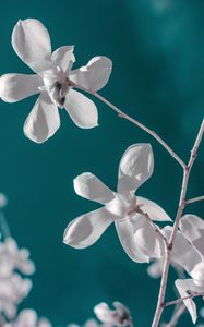 Preview wallpaper flower, white, branch, closeup, bloom