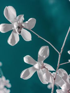 Preview wallpaper flower, white, branch, closeup, bloom