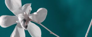 Preview wallpaper flower, white, branch, closeup, bloom