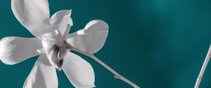 Preview wallpaper flower, white, branch, closeup, bloom