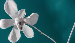 Preview wallpaper flower, white, branch, closeup, bloom