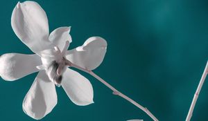 Preview wallpaper flower, white, branch, closeup, bloom